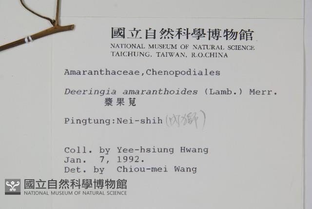 漿果莧、紐藤藏品圖，第2張