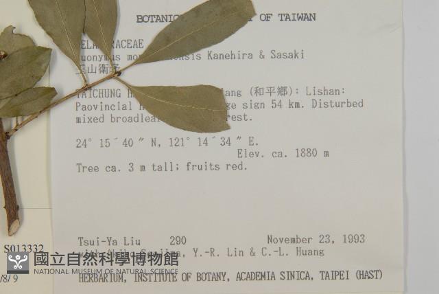 厚葉衛矛, 源一木藏品圖，第2張