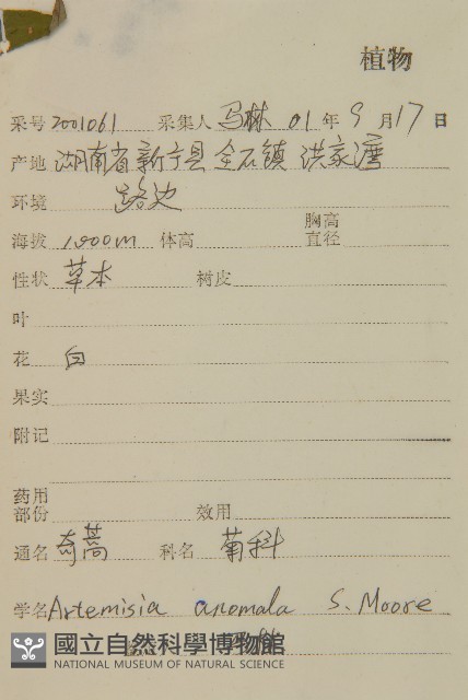 珍珠蒿、奇蒿藏品圖，第2張