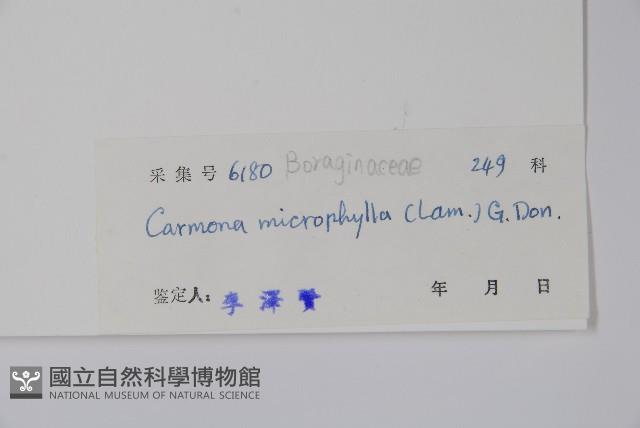 小葉厚殼樹、基及樹藏品圖，第2張