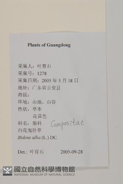 大花咸豐草藏品圖，第2張