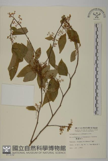 佩羅特木藏品圖，第1張