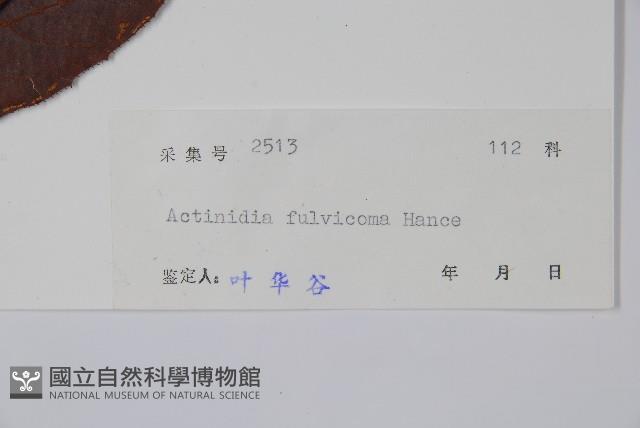 棕毛獼猴桃藏品圖，第2張