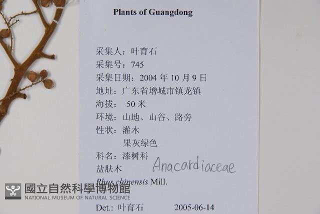 鹽膚木藏品圖，第2張