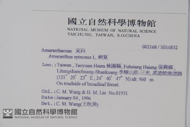 刺莧藏品圖，第2張