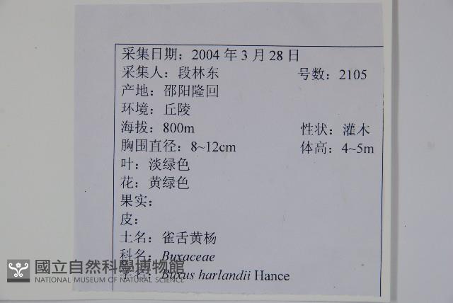 華南黃楊，雀舌黃楊，匙葉黃楊藏品圖，第2張