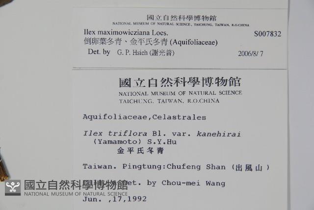 倒卵葉冬青、金平氏冬青藏品圖，第2張