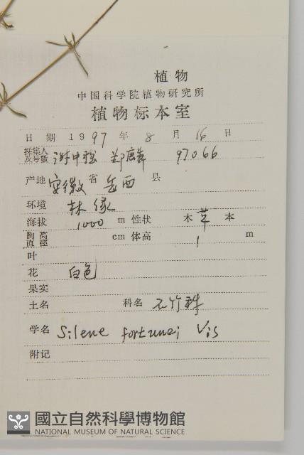 蠅子草藏品圖，第2張