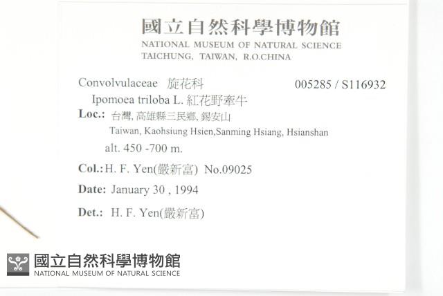 紅花野牽牛藏品圖，第2張