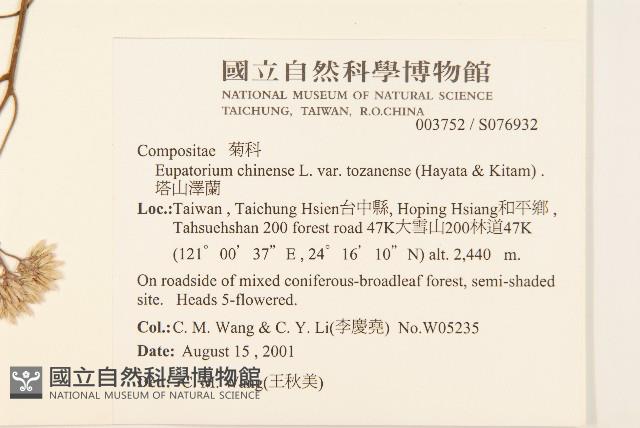 塔山澤蘭藏品圖，第2張