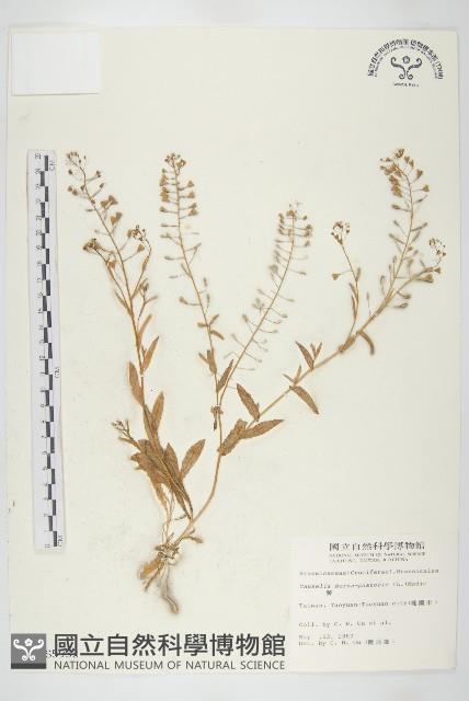 薺藏品圖，第1張