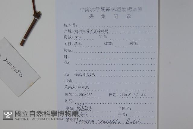 匍匐忍冬藏品圖，第2張