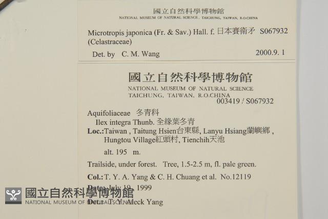 日本賽衛矛、日本假衛矛藏品圖，第2張