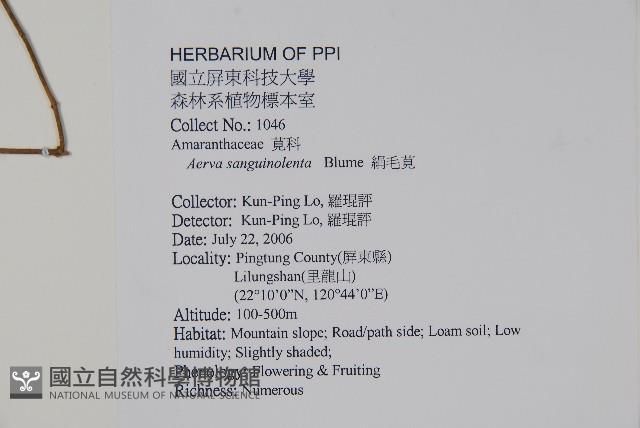 蔓雞冠、絹毛莧藏品圖，第2張