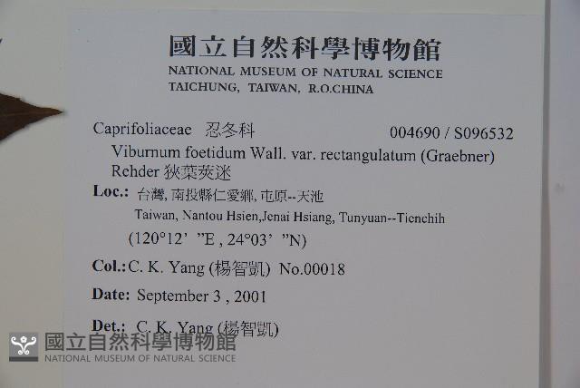 狹葉莢迷藏品圖，第2張