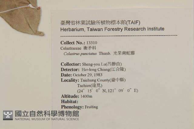 光果南蛇藤藏品圖，第2張