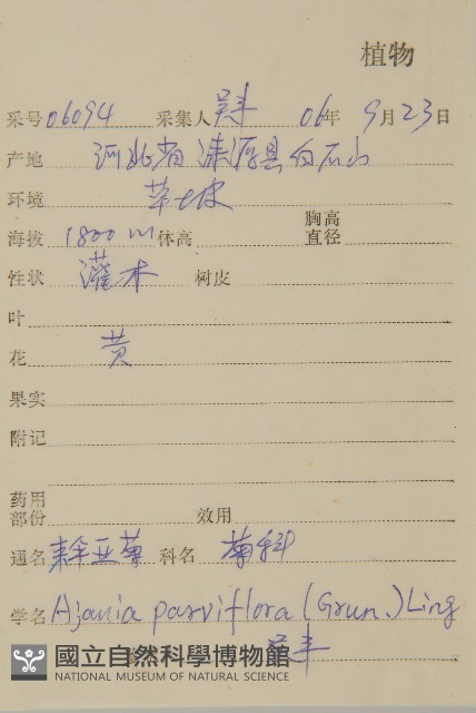 束傘亞菊藏品圖，第2張