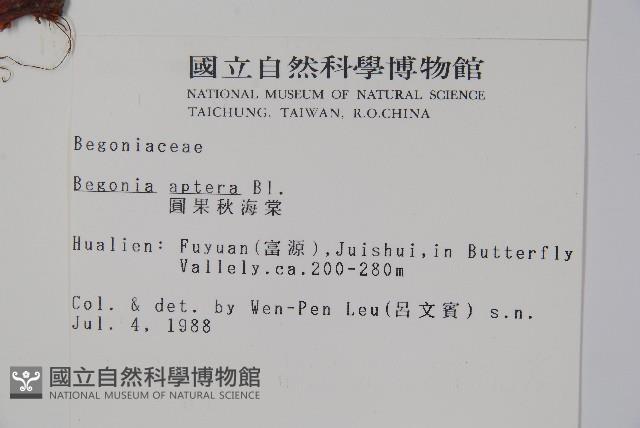 圓果秋海棠藏品圖，第2張