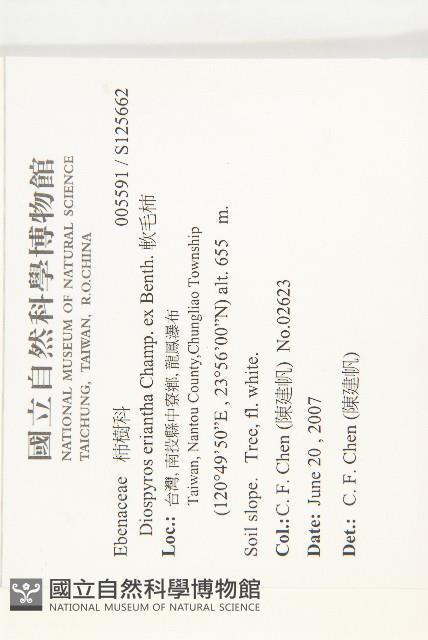 軟毛柿藏品圖，第2張