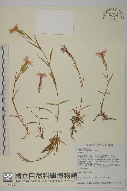 玉山石竹藏品圖，第1張