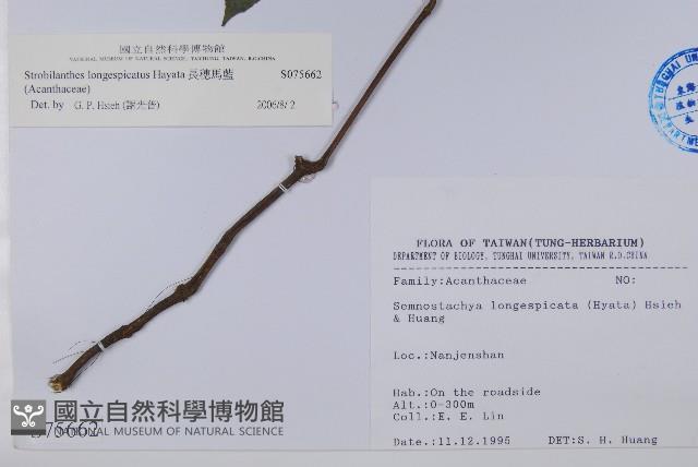 長穗馬藍藏品圖，第2張