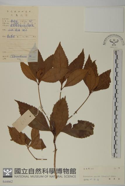 草珊瑚、紅果金粟蘭藏品圖，第1張