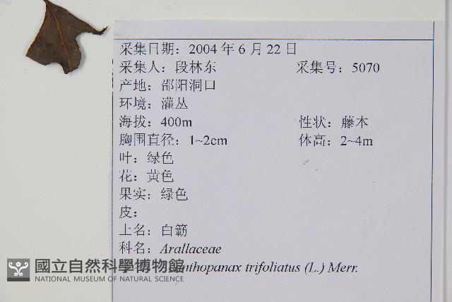 三葉五加、三加皮藏品圖，第2張