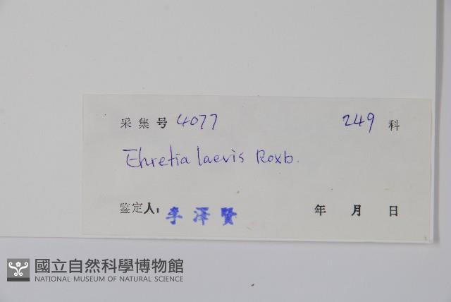 毛萼厚殼樹藏品圖，第2張