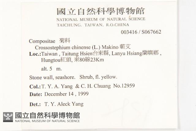 蘄艾、芙蓉菊藏品圖，第2張