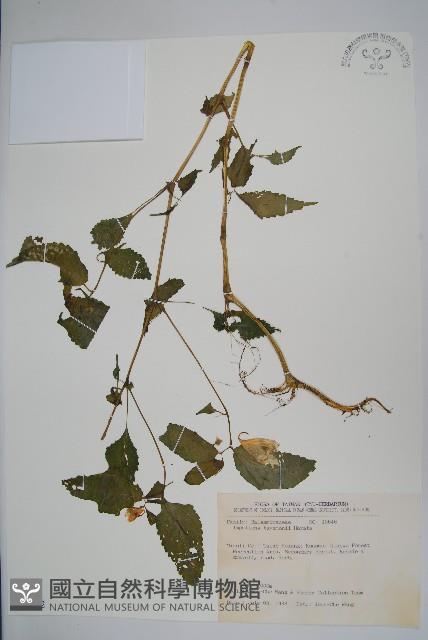 黃花鳳仙花藏品圖，第1張