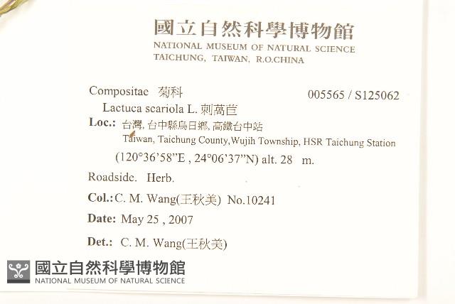 刺萵苣藏品圖，第2張