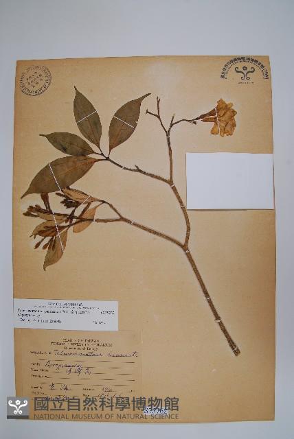 南洋馬蹄花藏品圖，第1張