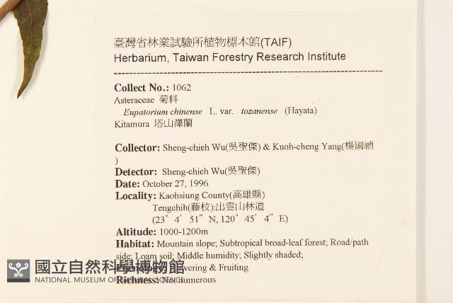 塔山澤蘭藏品圖，第2張