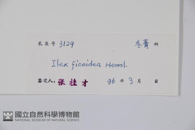 臺灣糊樗藏品圖，第2張