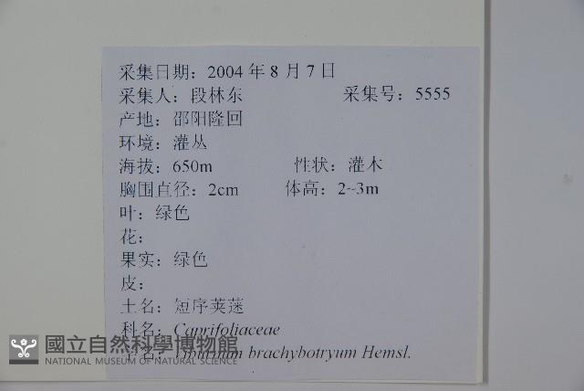 短序莢迷藏品圖，第2張