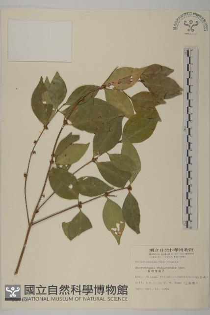 福建賽衛矛、福建假衛矛藏品圖，第1張