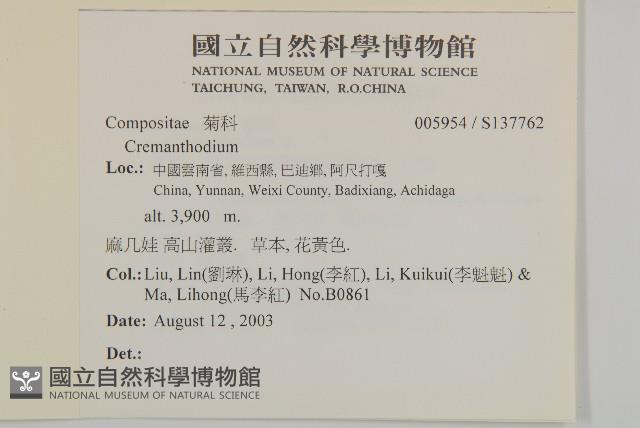 葉狀柄垂頭菊藏品圖，第2張