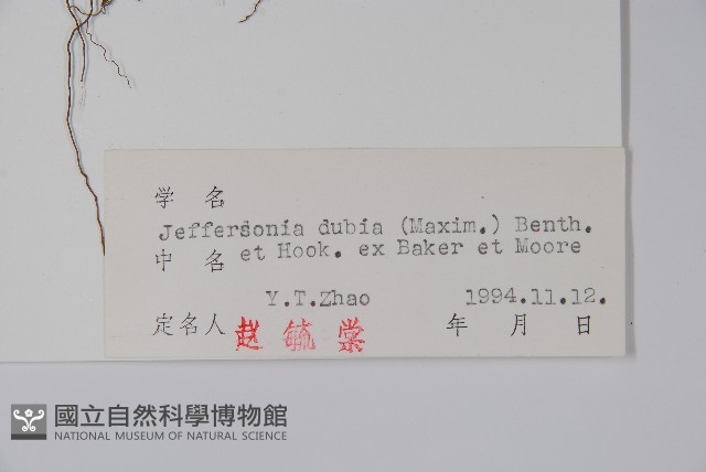 鮮黃連藏品圖，第2張