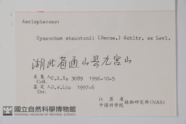 柳葉白前藏品圖，第2張