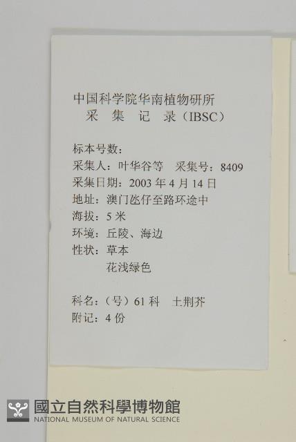 臭杏、土荊芥藏品圖，第2張