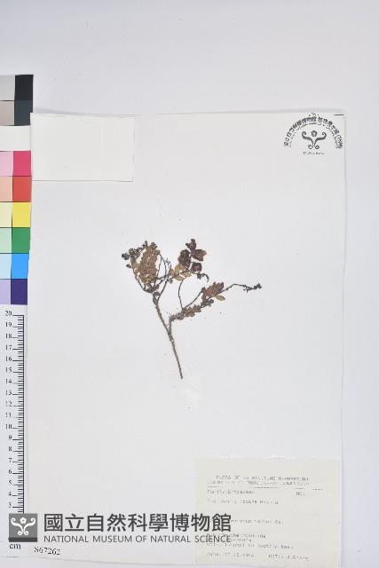 高山白珠樹藏品圖，第1張