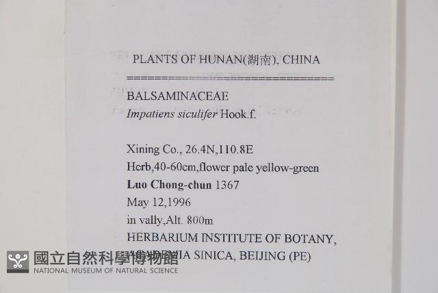 黃金鳳藏品圖，第2張