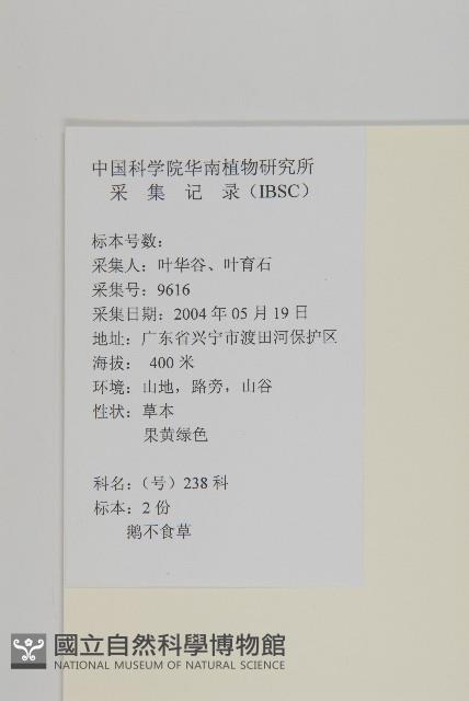 石胡荽、吐金草藏品圖，第2張