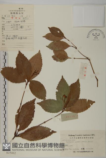 草珊瑚、紅果金粟蘭藏品圖，第1張