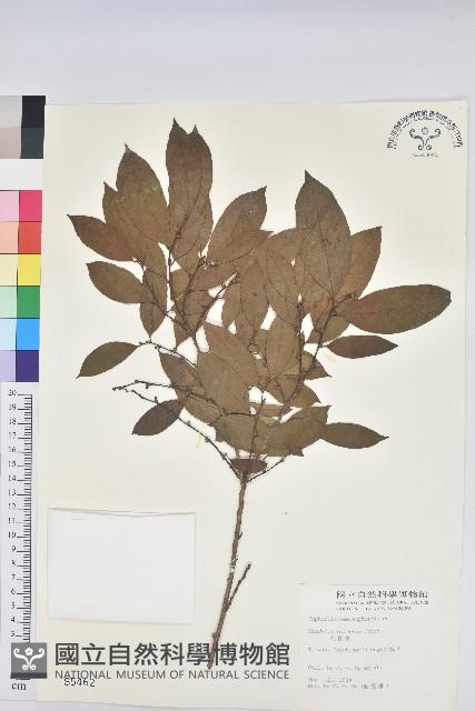 刺杜密藏品圖，第1張