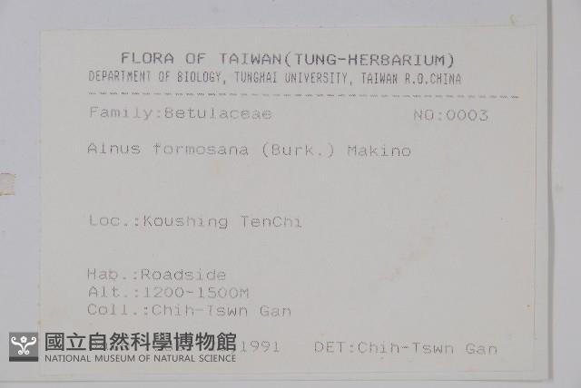 臺灣赤楊、臺灣榿木藏品圖，第2張