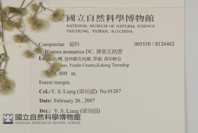 薄葉艾納香藏品圖，第2張