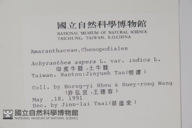 紫莖牛膝、台灣牛膝藏品圖，第2張