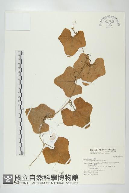 紅瓜藏品圖，第1張