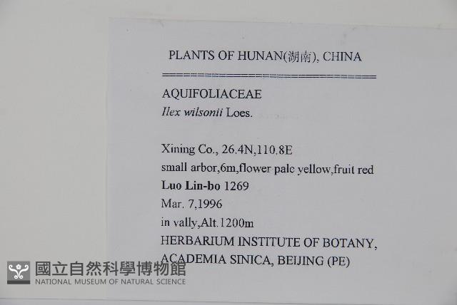 威氏冬青藏品圖，第2張